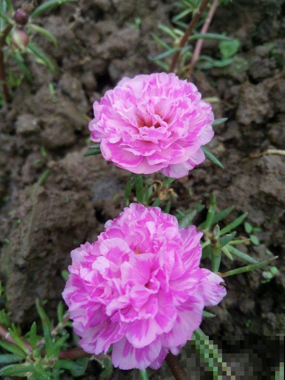 死不了的太阳花，夏天能把盆撑破，20多个品种你都没见过！