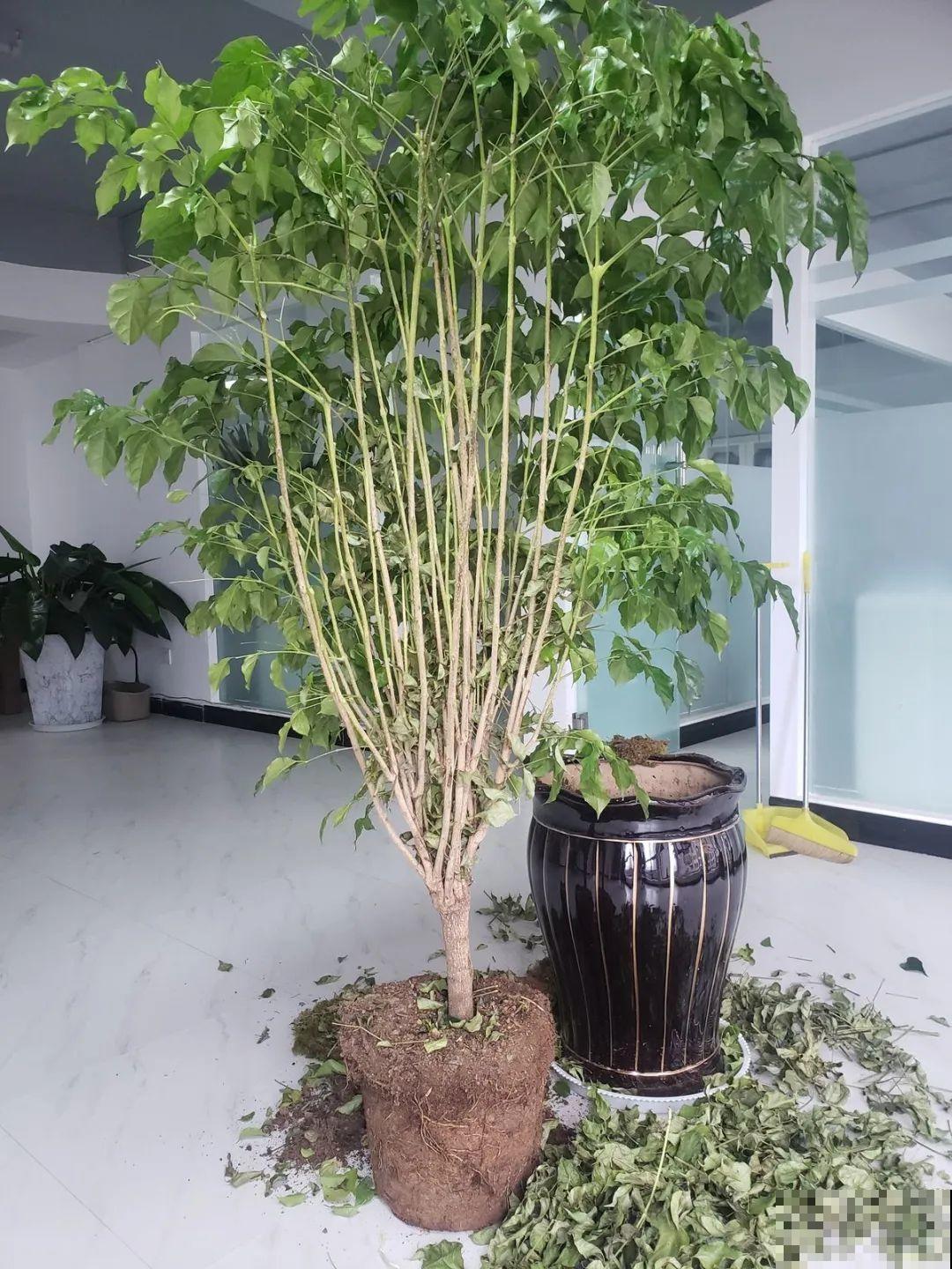 18种难养的花，把握一个点，就能起死回生！