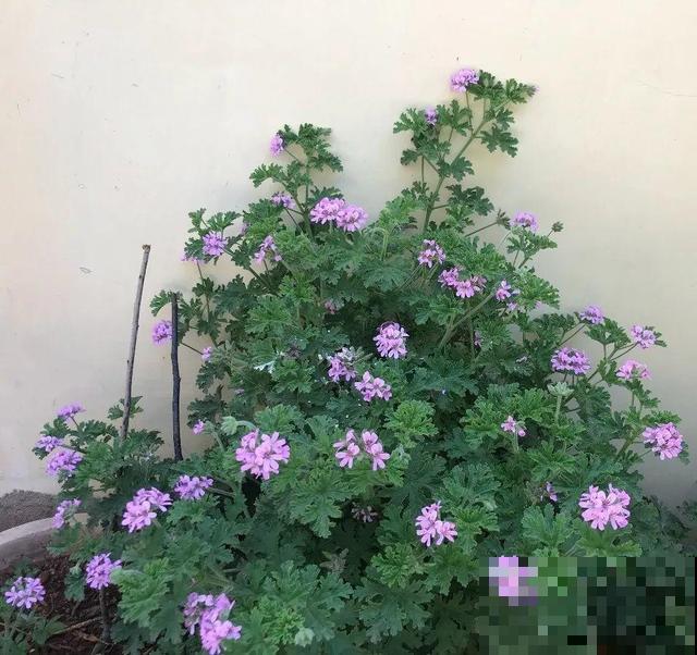 7种花插土里，立马长满院子，蚊虫不敢靠近！