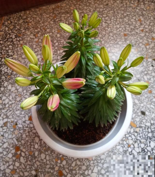10种花，落片叶子就生根，盆里长满小崽！