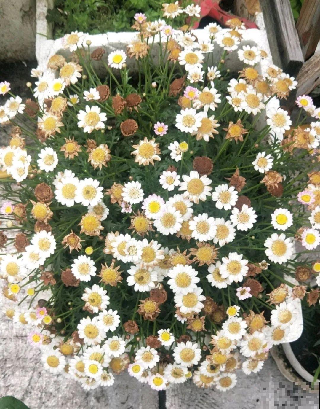 修剪时间到了，有这花赶紧剪，剪完很快又开花！