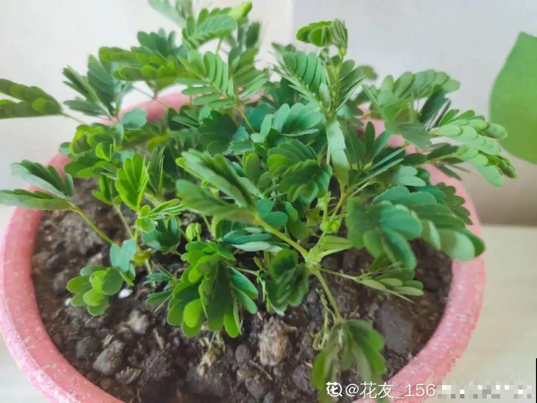 9种花可以预测天气，一开花就说明要下雨了！