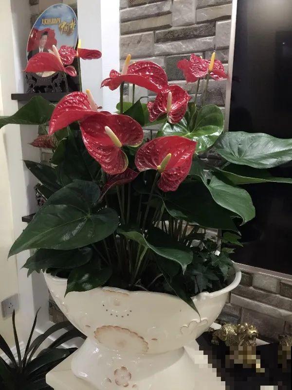 30种耐阴花，室内光照不佳，也能全年开花！