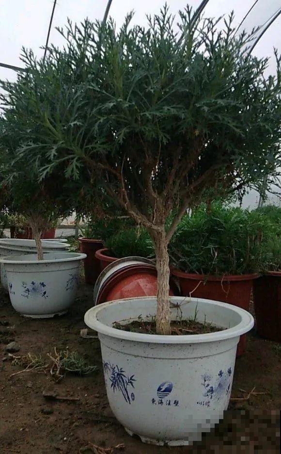 虎皮兰,红掌,吊兰养成老桩,变成大树,真壮观! 虎皮兰,红掌,吊兰养成老桩,变成大树,真壮观!