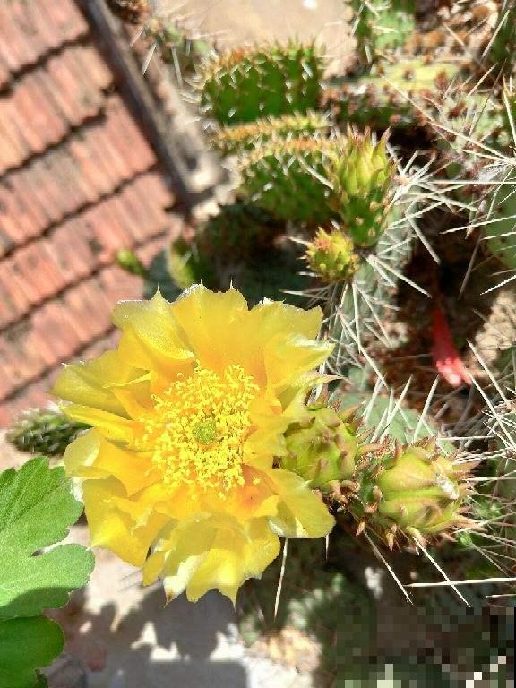 扎手的仙人掌,身上长满硬刺,这些刺有大作用 扎手的仙人掌,身上长满硬刺,这些刺有大作用