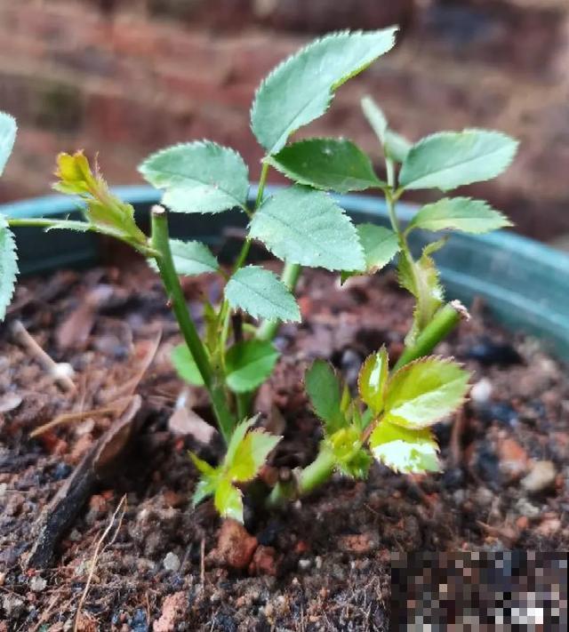 花出现黄叶打蔫，千万别扔，还能救回来！