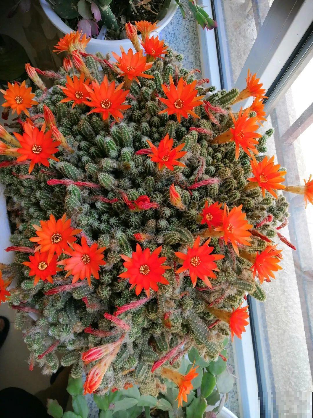 8种镇宅花,窗户边养一棵,霸气又镇宅 8种镇宅花,窗户边养一棵,霸气又镇宅