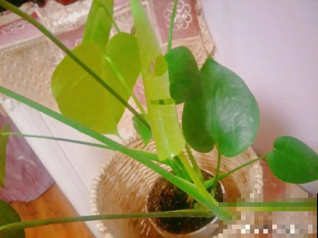 地栽的花就是强大，屋外疯长一院子，屋内孱弱不开花