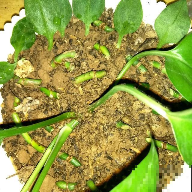 花长了“长胡须”,压土里一埋,10天就生根,特简单! 花长了“长胡须”,压土里一埋,10天就生根,特简单!