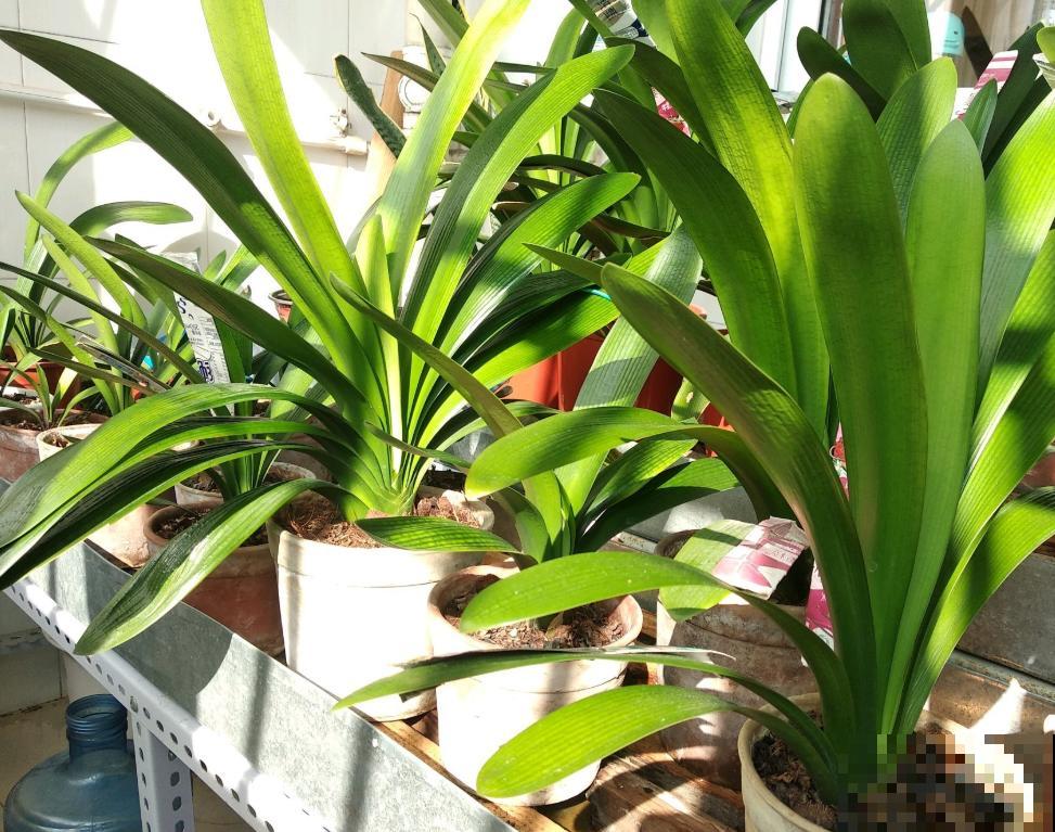 夏天养君子兰,这2件事不要做,不然状态会越来越差! 夏天养君子兰,这2件事不要做,不然状态会越来越差!