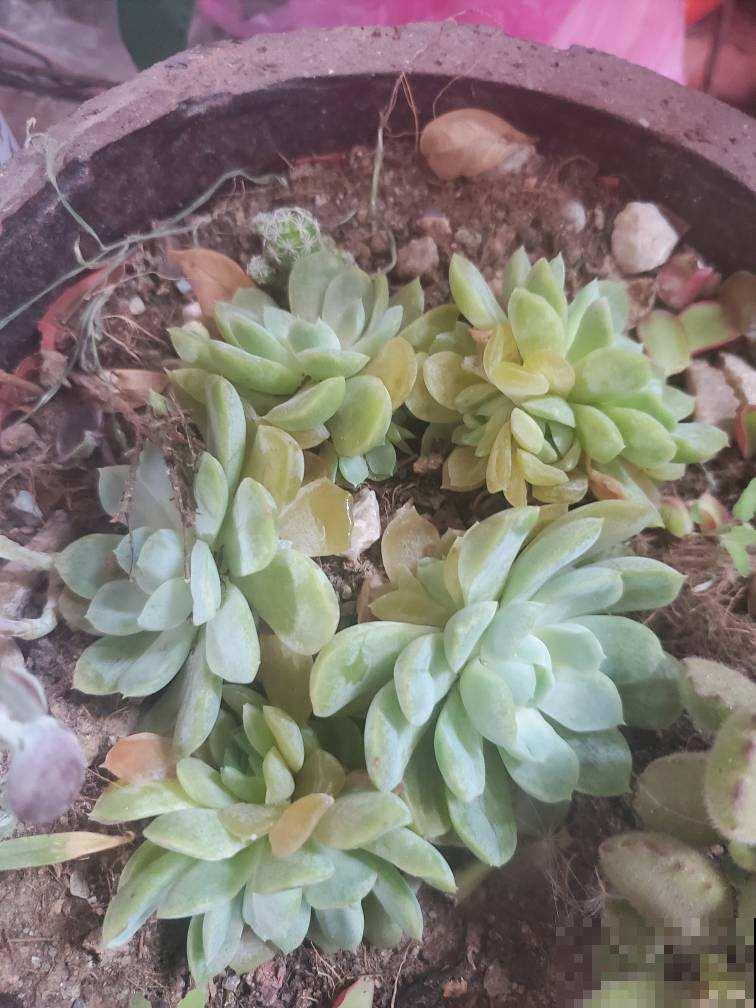 多肉夏天易出问题,注意这几点,安心度夏无压力 多肉夏天易出问题,注意这几点,安心度夏无压力