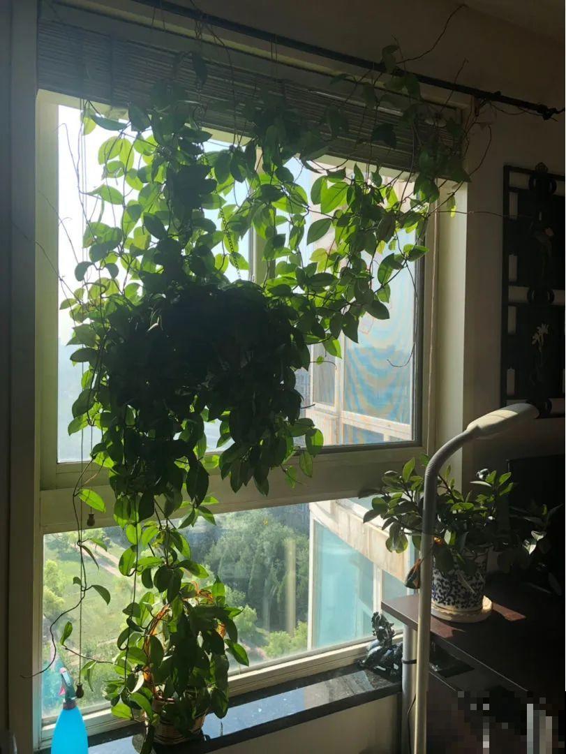 30种耐阴花，室内光照不佳，也能全年开花！