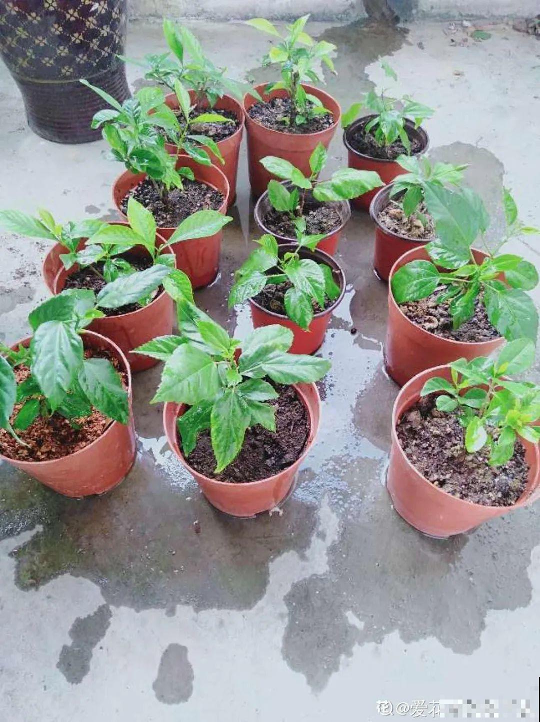 夏天养盆朱槿花,全年都开花,一朵花比脸还大 夏天养盆朱槿花,全年都开花,一朵花比脸还大