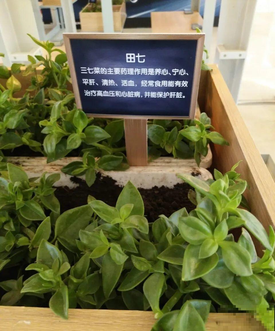 最好吃的5种花,长一茬吃一茬,都快薅秃了! 最好吃的5种花,长一茬吃一茬,都快薅秃了!