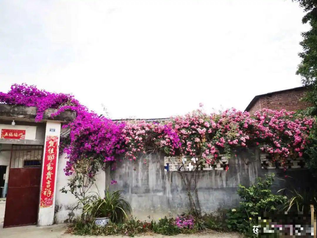 家里养这花，开成了花帘子，邻居都有眼福了！
