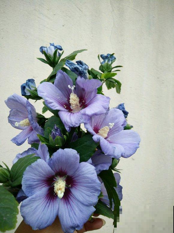 路边的木槿花开了,老人摘了一大筐,上锅蒸比肉还香! 路边的木槿花开了,老人摘了一大筐,上锅蒸比肉还香!