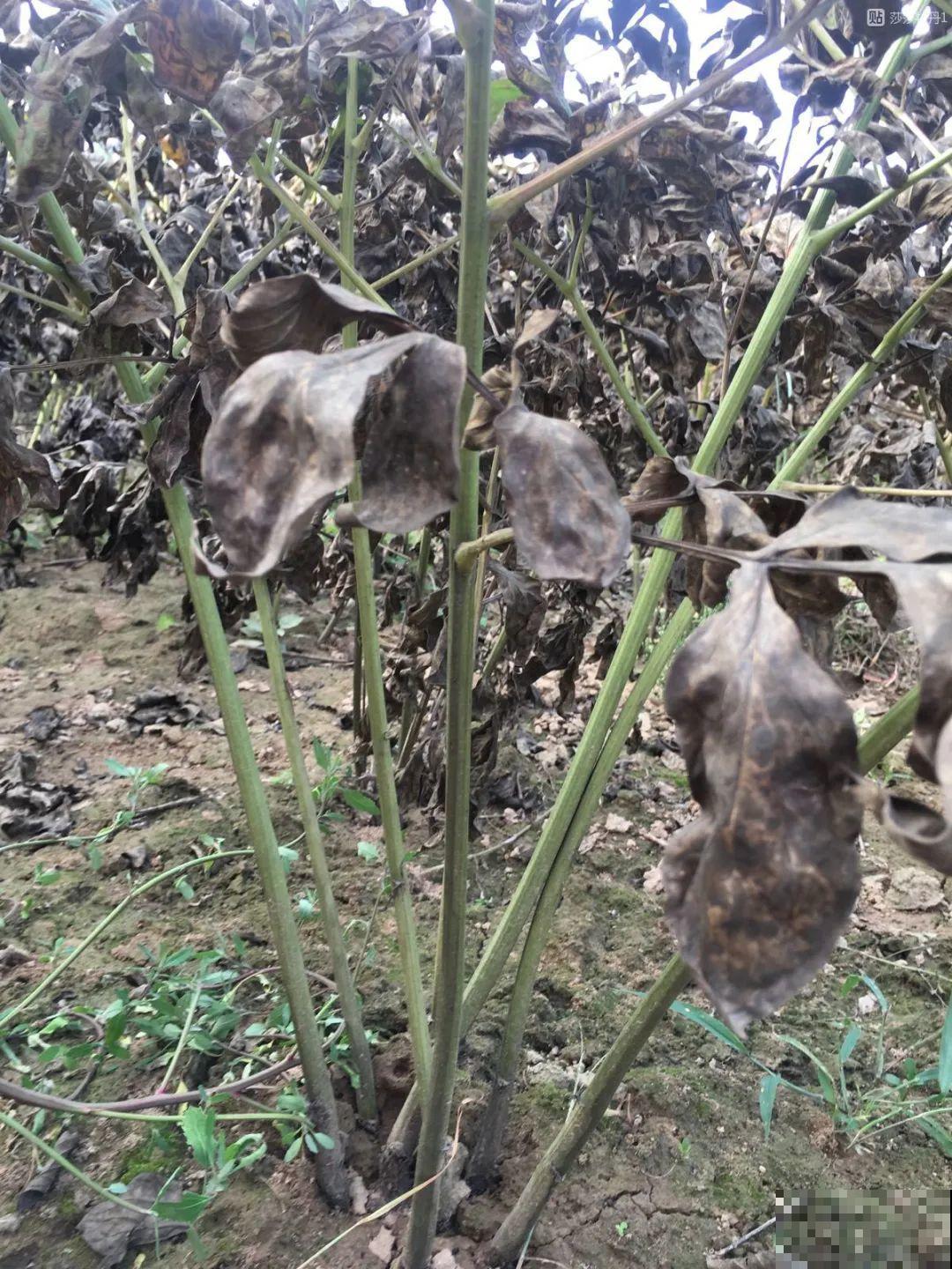 7种花会伪装，夏天会假死，好好养护秋天还能活