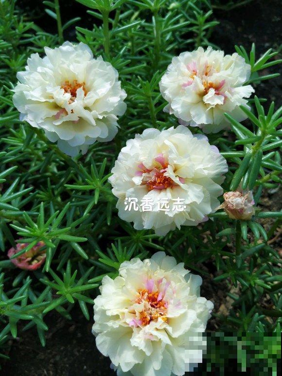 死不了的太阳花，夏天能把盆撑破，20多个品种你都没见过！