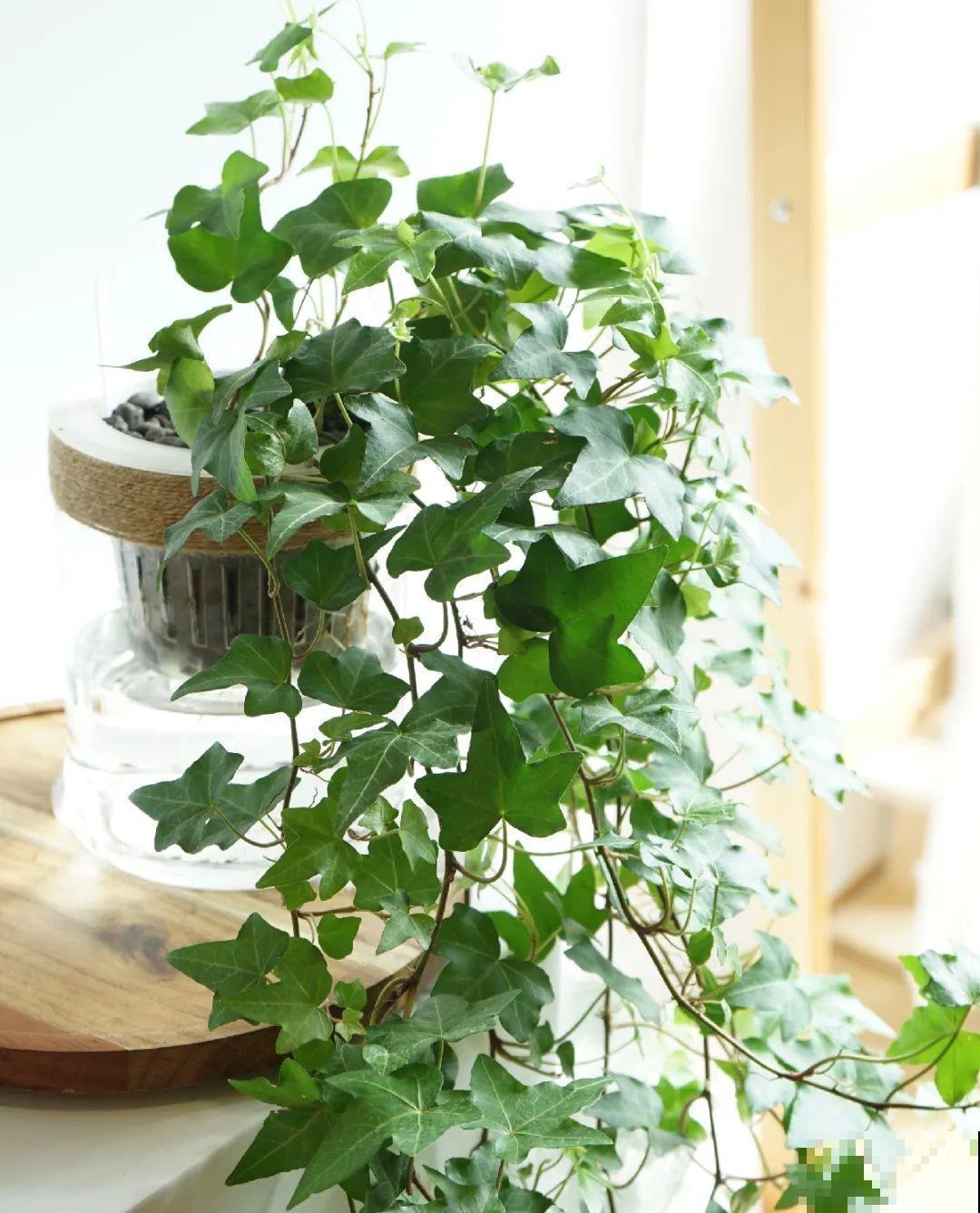 10种花最怕热,夏天养水里,才能活下来! 10种花最怕热,夏天养水里,才能活下来!