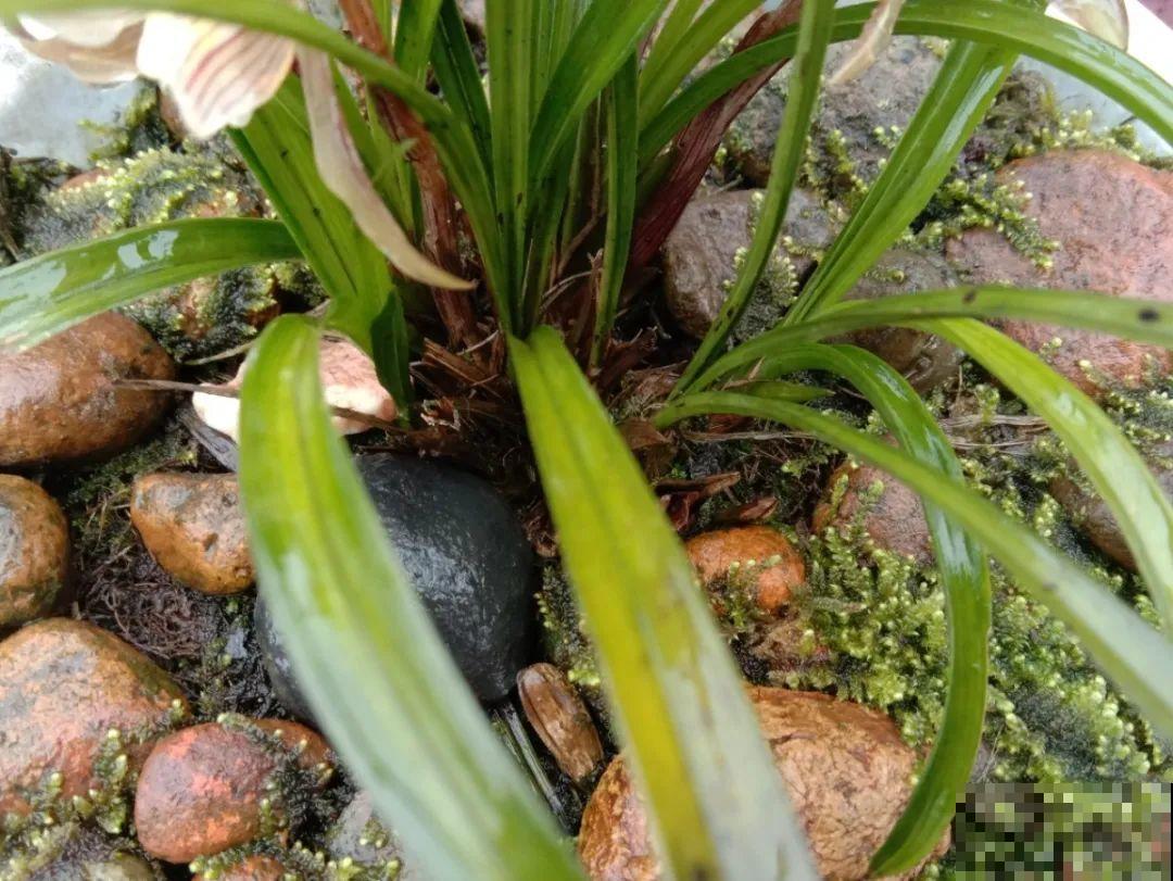 10种花爱淋雨，下雨扔外面，比白菜长的还快！