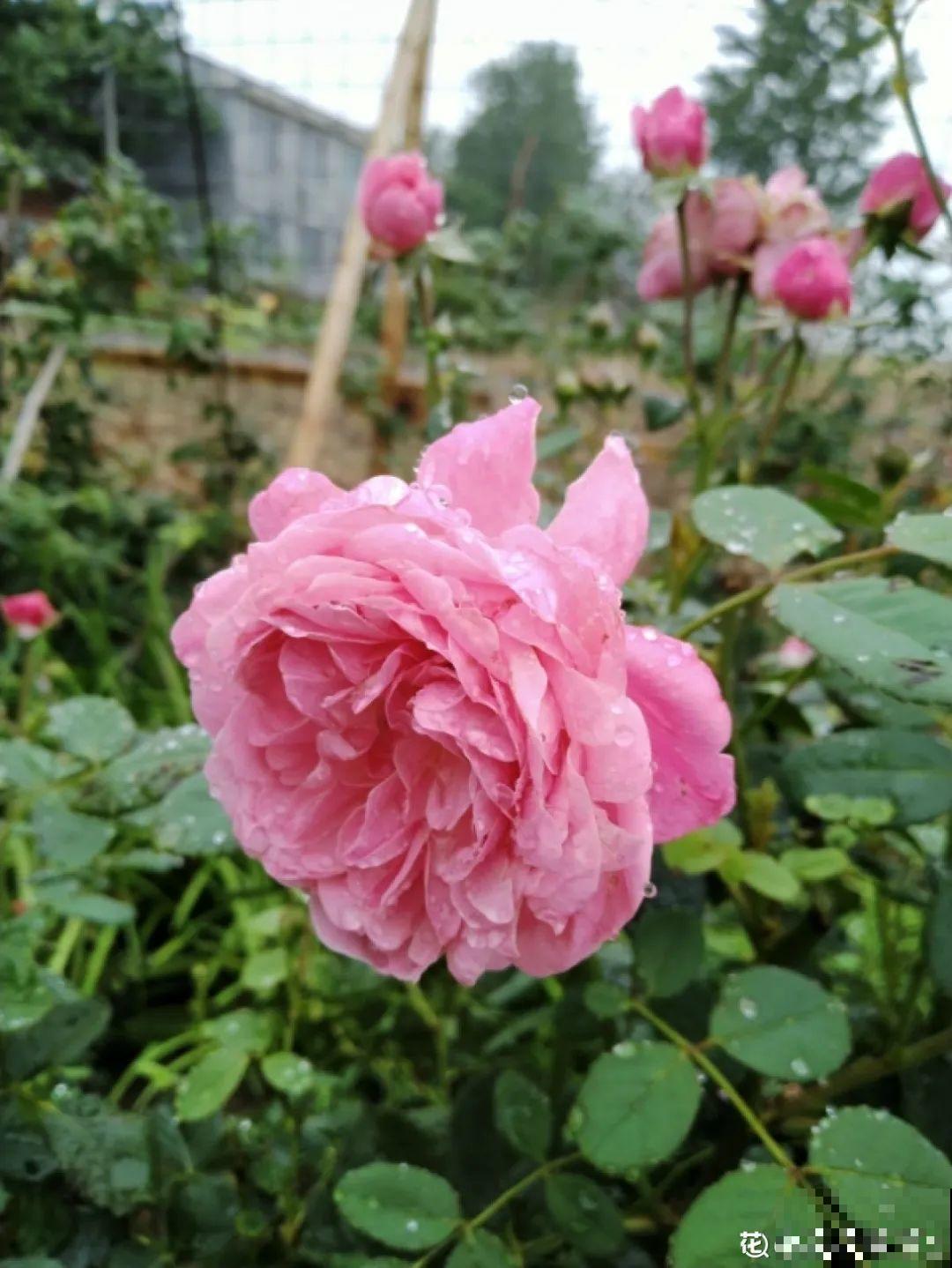 20种花,夏天这么浇水,长得快、开花多! 20种花,夏天这么浇水,长得快、开花多!