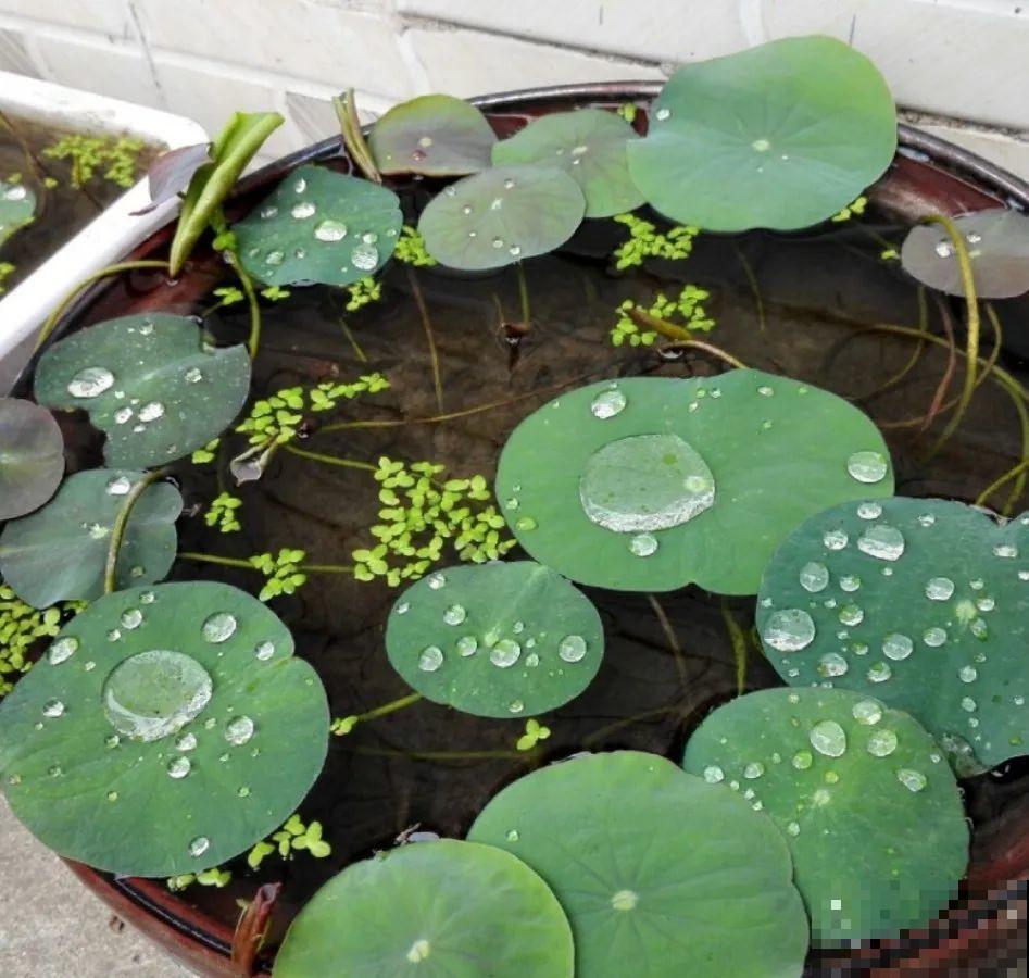 10种花爱淋雨，下雨扔外面，比白菜长的还快！