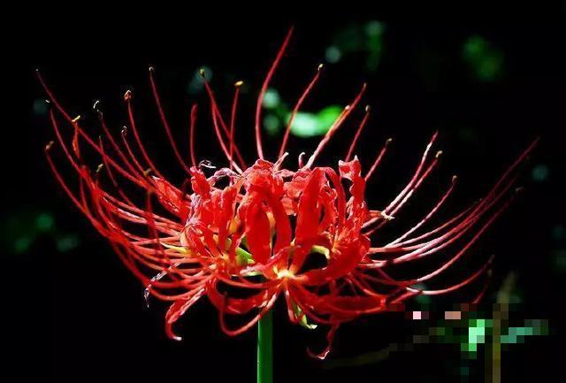 30首与花有关的老歌，满满的回忆，每一首都很经典！