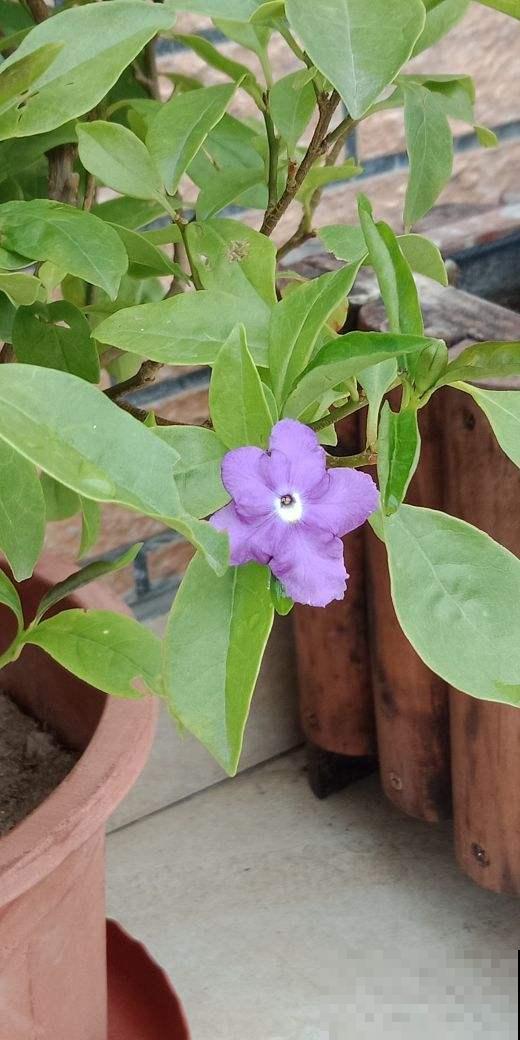 2种花一株能开双色，娇艳欲滴惹人爱，一般人没见过