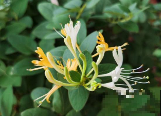 这些花对睡眠有好处，晒干后装枕头里，一觉睡到大天亮！