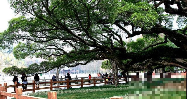 中国8大古树，历经千年不倒，最老一棵4000岁！