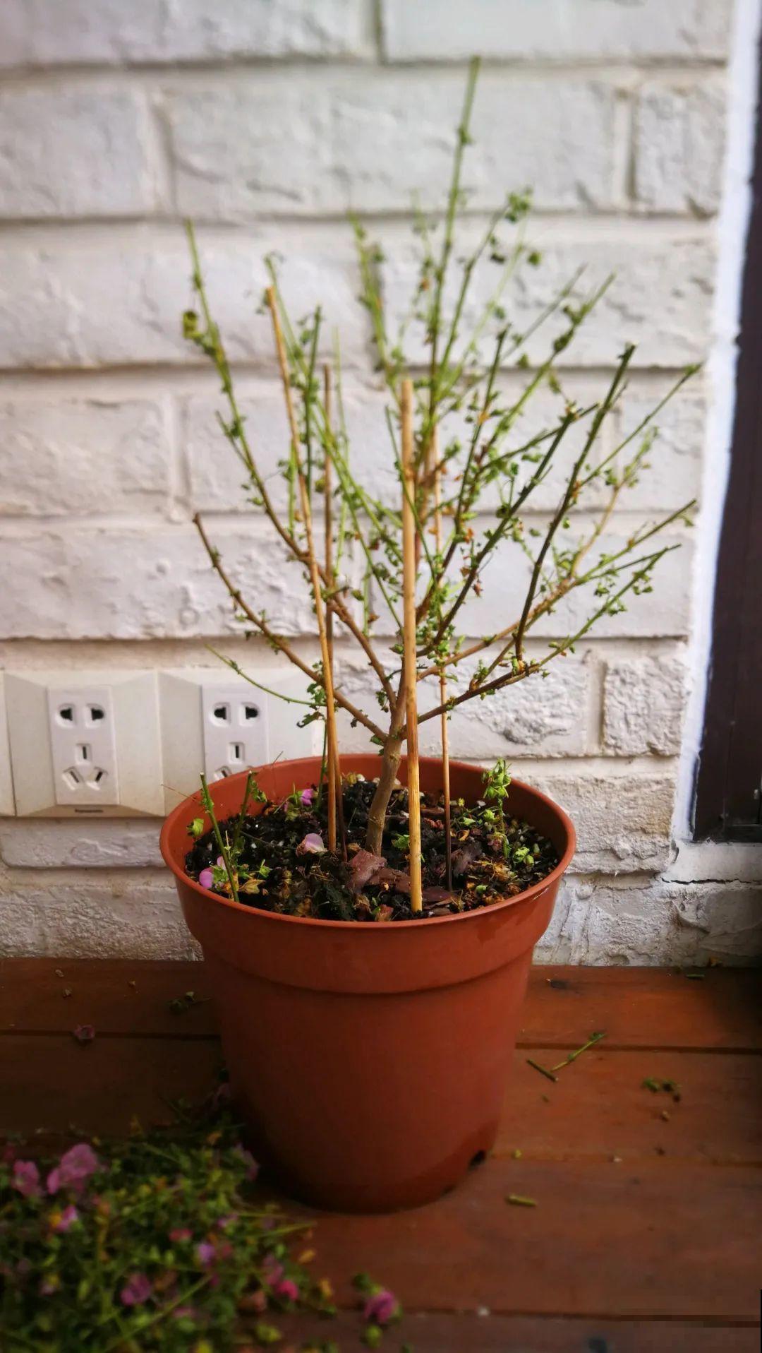 夏天花卉叶子哗哗掉,赶紧遮阴,不然掉成光杆司令 夏天花卉叶子哗哗掉,赶紧遮阴,不然掉成光杆司令