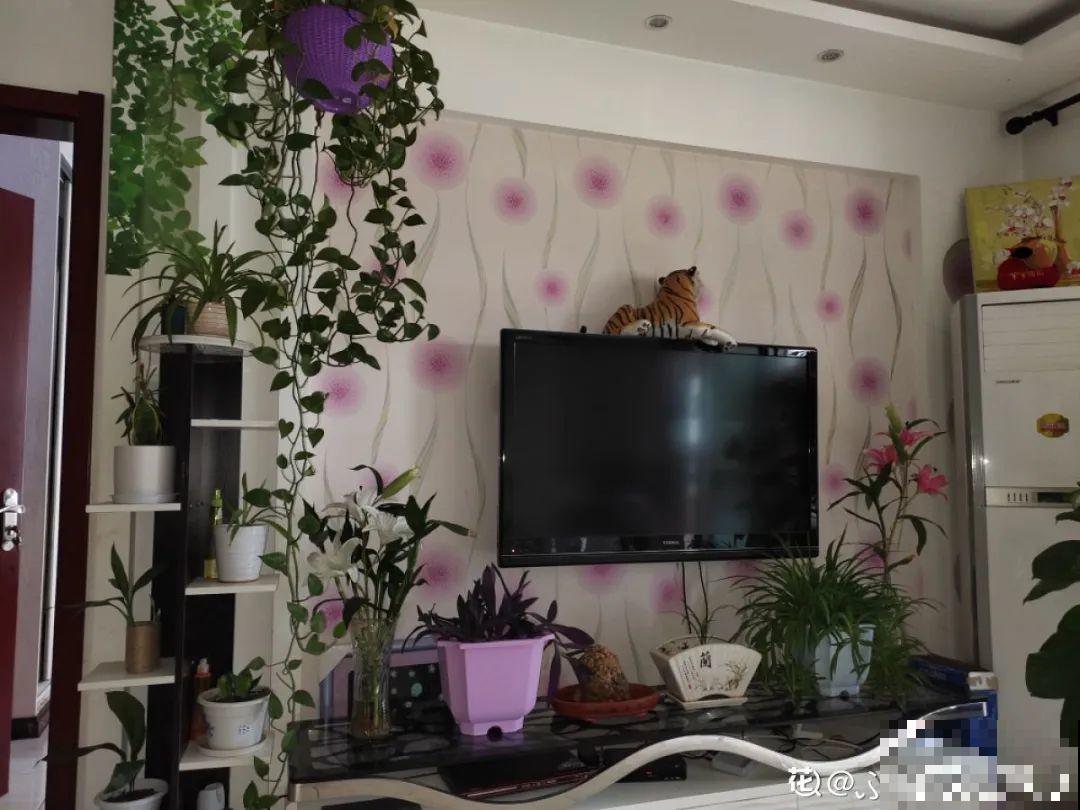 夏天养花,这个地方千万别摆,否则3天死翘翘! 夏天养花,这个地方千万别摆,否则3天死翘翘!