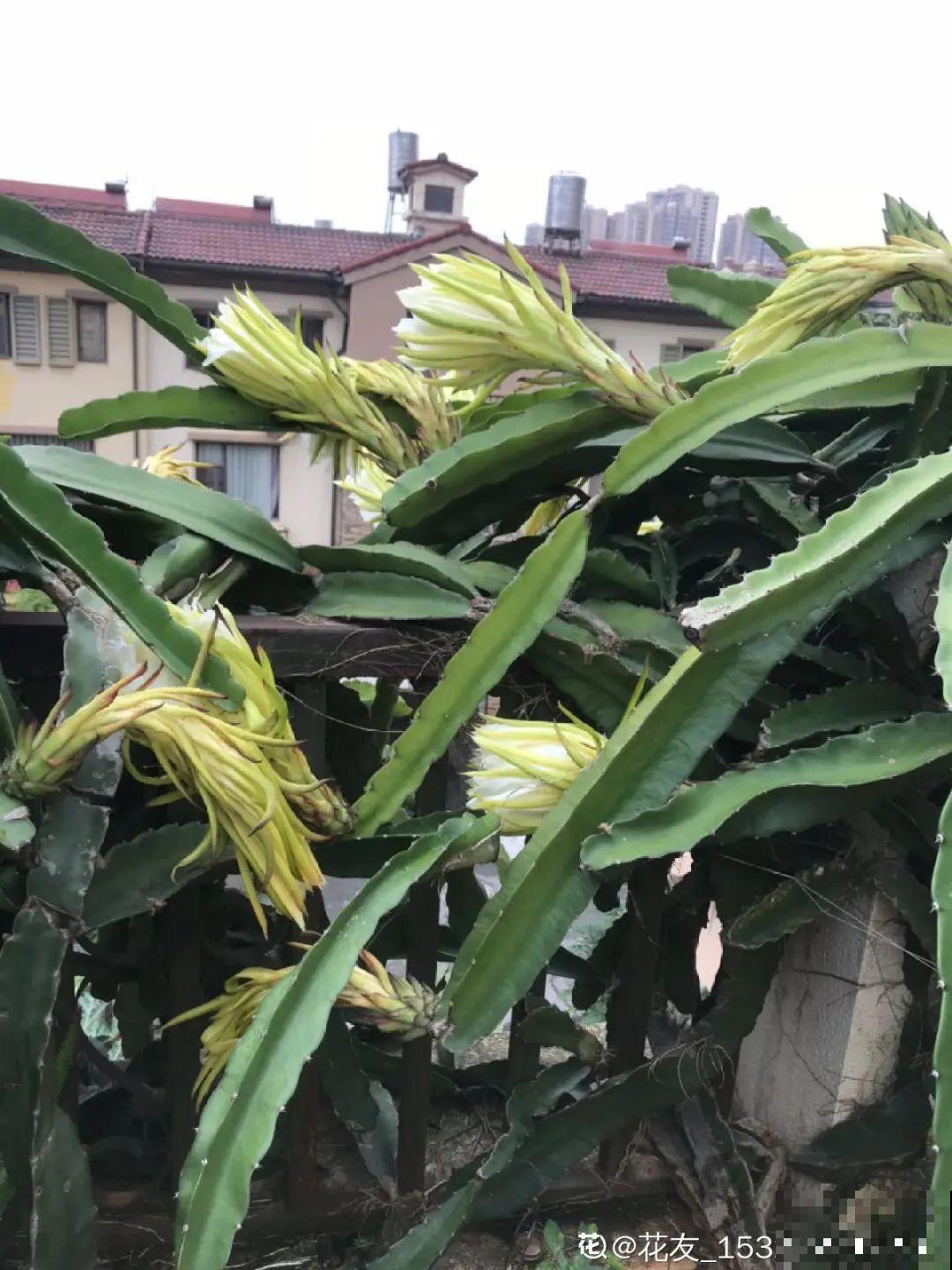 火龙果的叶子长得眼熟，仔细一看竟是蟹爪兰，还能接出甜果子！