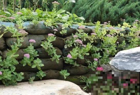 一个捡来的破麻袋,养花效果杠杠的,透气透水不再烂根! 一个捡来的破麻袋,养花效果杠杠的,透气透水不再烂根!