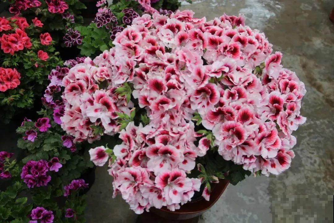 绣球马上剪，下个月就晚了，错过明年不开花