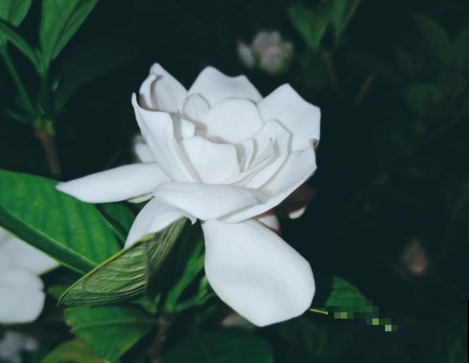 花市卖的花,都是老外培育的品种,国产花有哪些? 花市卖的花,都是老外培育的品种,国产花有哪些?