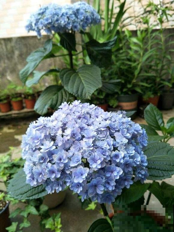 浇花用水不能乱用,水不处理浇花等于白浇! 浇花用水不能乱用,水不处理浇花等于白浇!