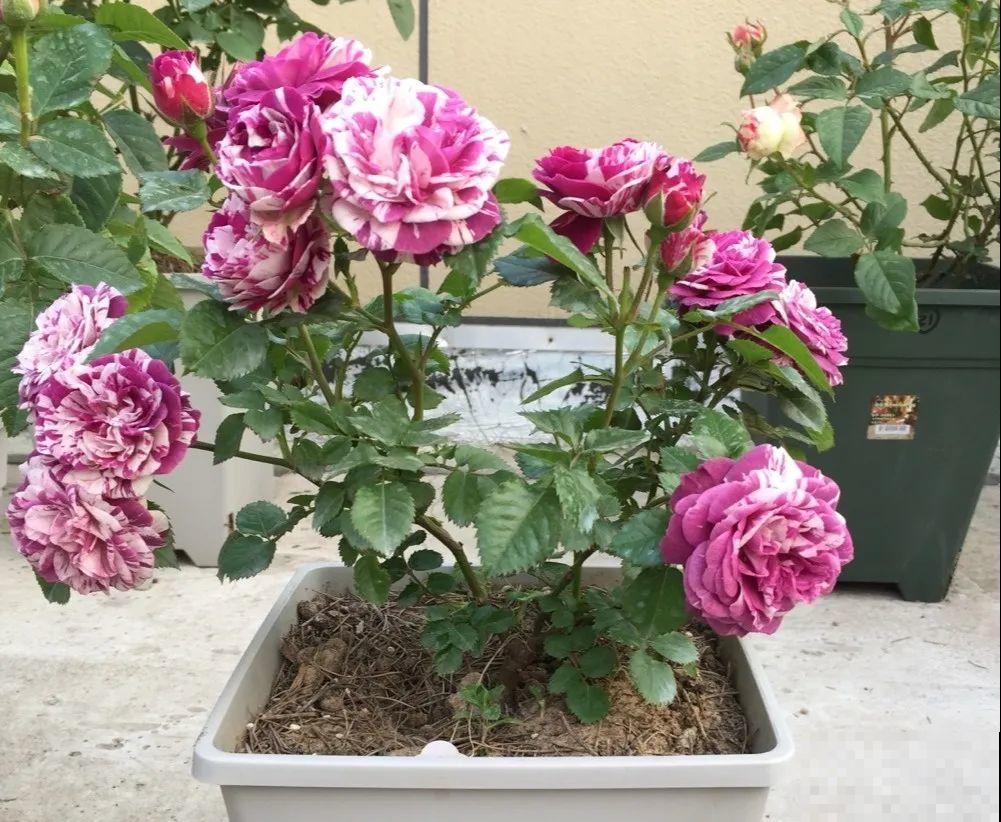 8种花，5月要赶紧修剪，剪完了还能窜新芽