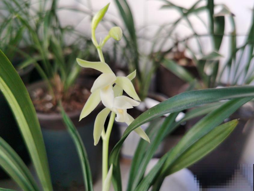 花市卖的花,都是老外培育的品种,国产花有哪些? 花市卖的花,都是老外培育的品种,国产花有哪些?