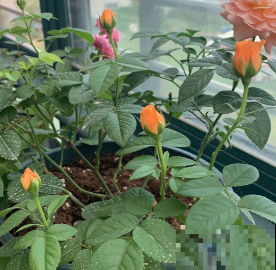 洋葱也能养花?催花效果明显好,蚊虫吓得不敢来! 洋葱也能养花?催花效果明显好,蚊虫吓得不敢来!
