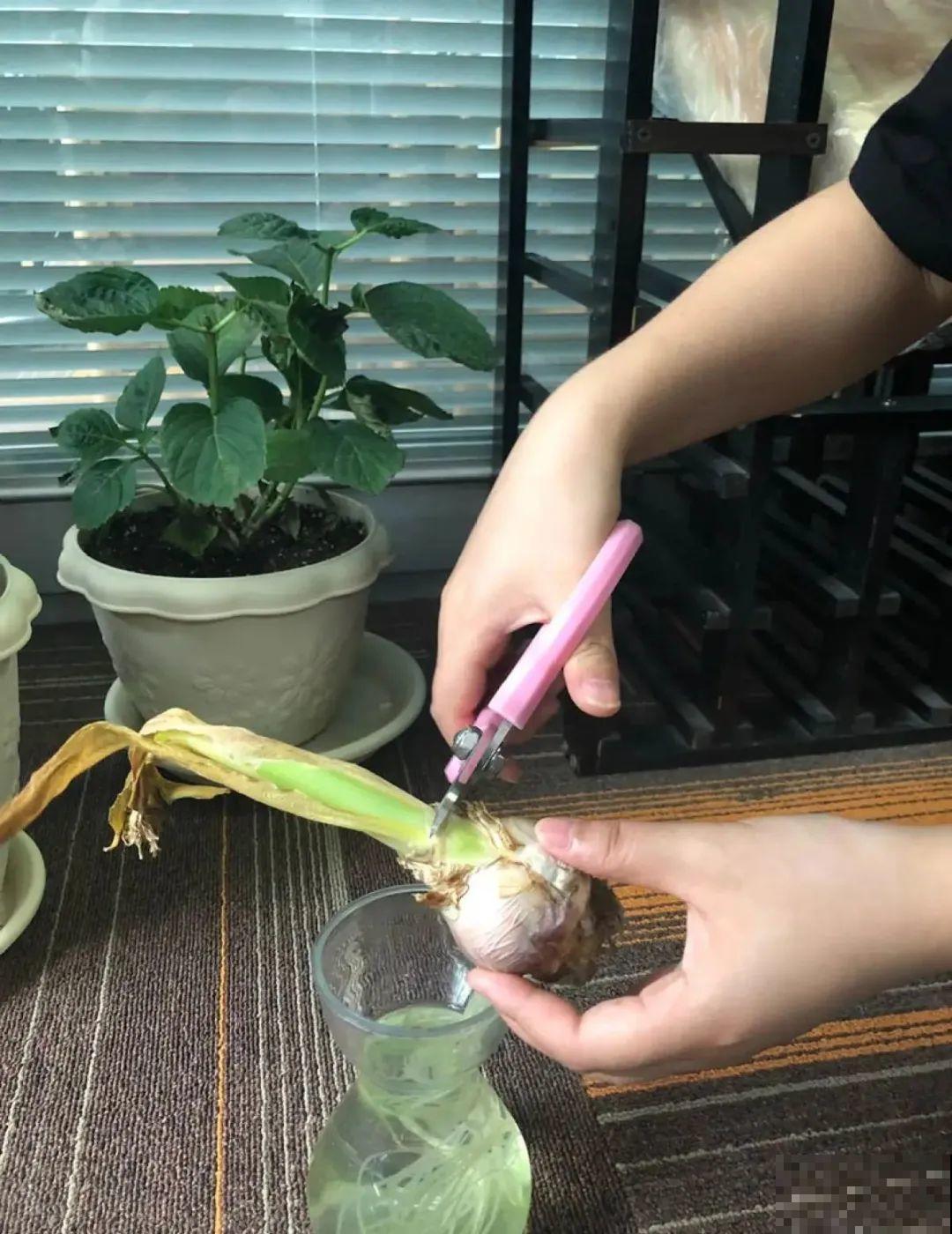 7种花会伪装，夏天会假死，好好养护秋天还能活