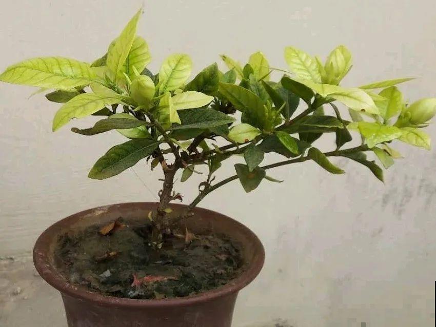 天热黄叶，原因都在这儿，一看就明白！