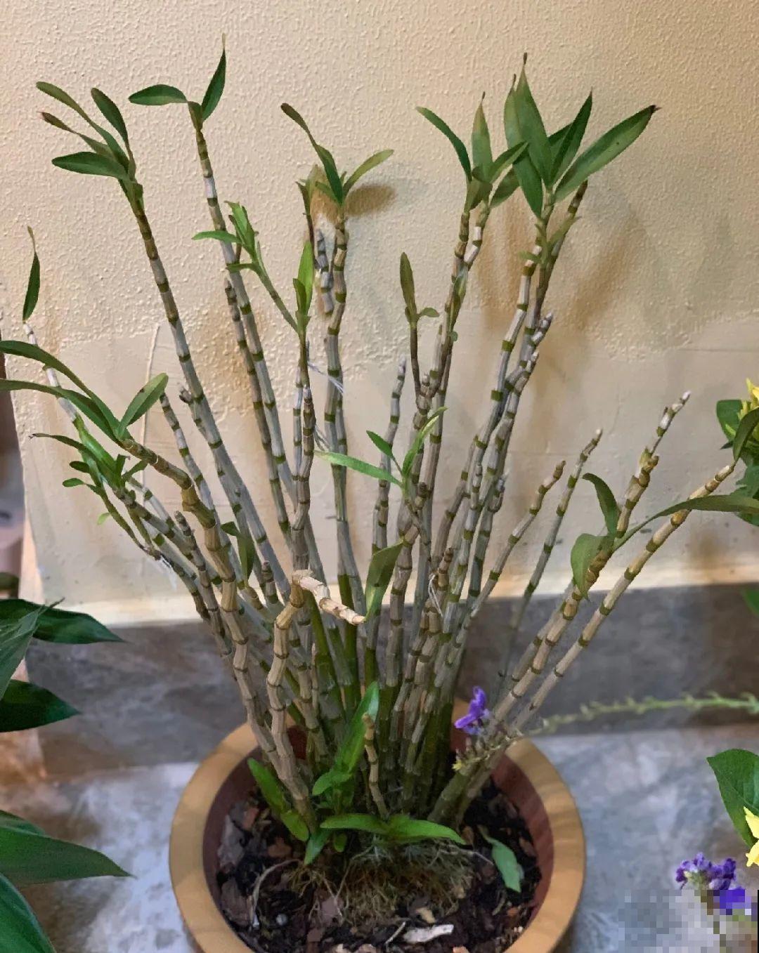 最好吃的5种花,长一茬吃一茬,都快薅秃了! 最好吃的5种花,长一茬吃一茬,都快薅秃了!