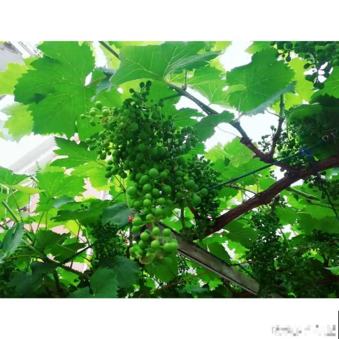 佛手瓜寓意好,家里养一棵,果子挂满枝头 佛手瓜寓意好,家里养一棵,果子挂满枝头