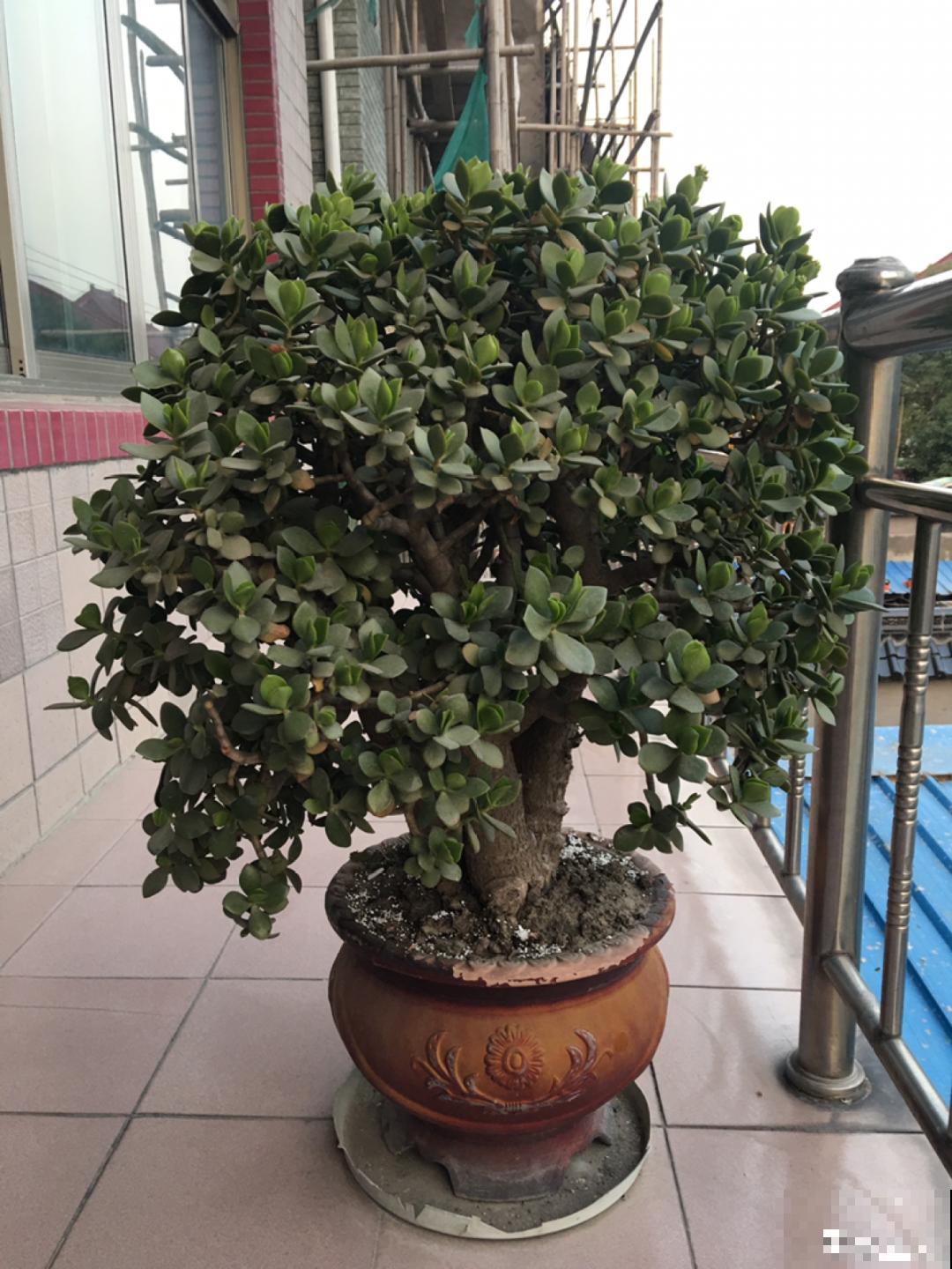 花也能成精，养成巨无霸，一次开花50朵，比小孩还高！
