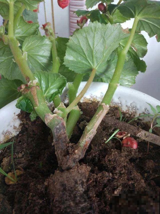 18种难养的花，把握一个点，就能起死回生！