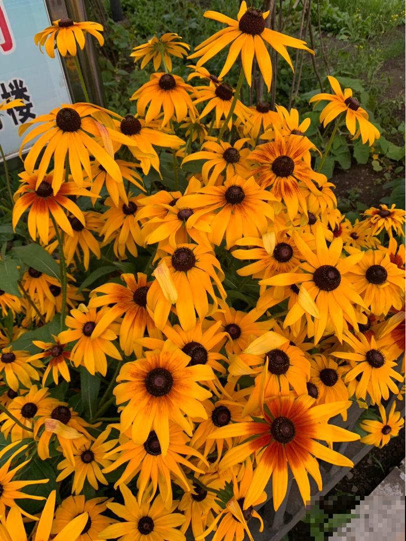 10种庭院花卉，种1次能活好多年，太超值了