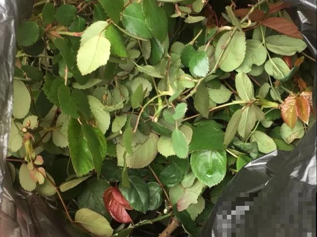 天热扦插3种花,成活率很高,2周就冒大白根! 天热扦插3种花,成活率很高,2周就冒大白根!