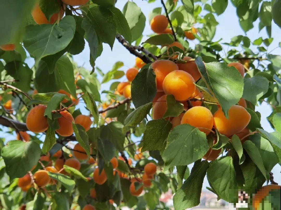 我想回农村,院子里养花、种菜,过清闲日子 我想回农村,院子里养花、种菜,过清闲日子