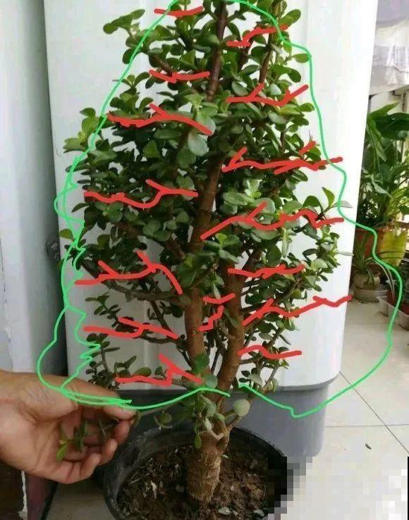 虎皮兰,红掌,吊兰养成老桩,变成大树,真壮观! 虎皮兰,红掌,吊兰养成老桩,变成大树,真壮观!